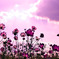 異次元秋桜