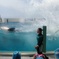 シャチと水しぶき
