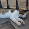 おひるねこ