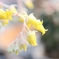連花