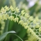 連花２