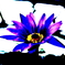 ハスの花
