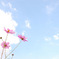 秋桜