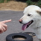 飼い主と遊ぶ犬のシロ
