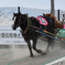 ばんえい競馬　～帯広競馬場～