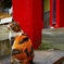 見返り美猫