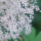 蜂と花
