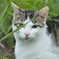 吾輩は猫である、ニャー # 184