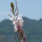 花　習作３－有田川河川敷にて－