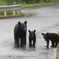 雨の道路を行く親子