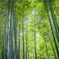 bamboo 