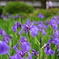 兼六園の菖蒲