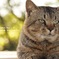野良のふとし様*