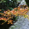 紅葉の小道