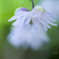 木陰の花