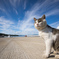 島の猫