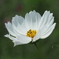 白の花