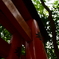 鳥居の間から…
