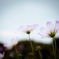 淡紅の秋桜