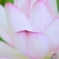 蓮