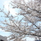 諏訪湖の桜2