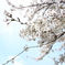 諏訪湖の桜4