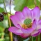 母のお盆の日の蓮の花