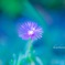 夏の花