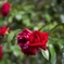 夏と秋の合間に咲く‥薔薇