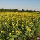 DJI_0052