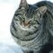 氷点下 猫