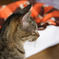 瞑想する猫