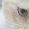 CATEYE