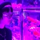 金魚