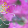 ☆Eleganceな誘い