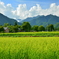 お盆の高原