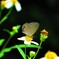 花と蝶