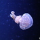 クラゲ