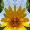 太陽の花