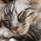 猫の寝顔