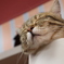 猫の寝顔