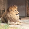 動物園　ライオン