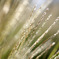 Shiny gold grasses..
