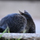 猫のおしり
