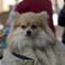 袋に入った犬