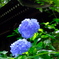 背比べ