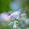 薔薇