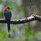 Broad-billed Motmot