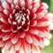 DAHLIA