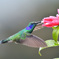 Green Violetear